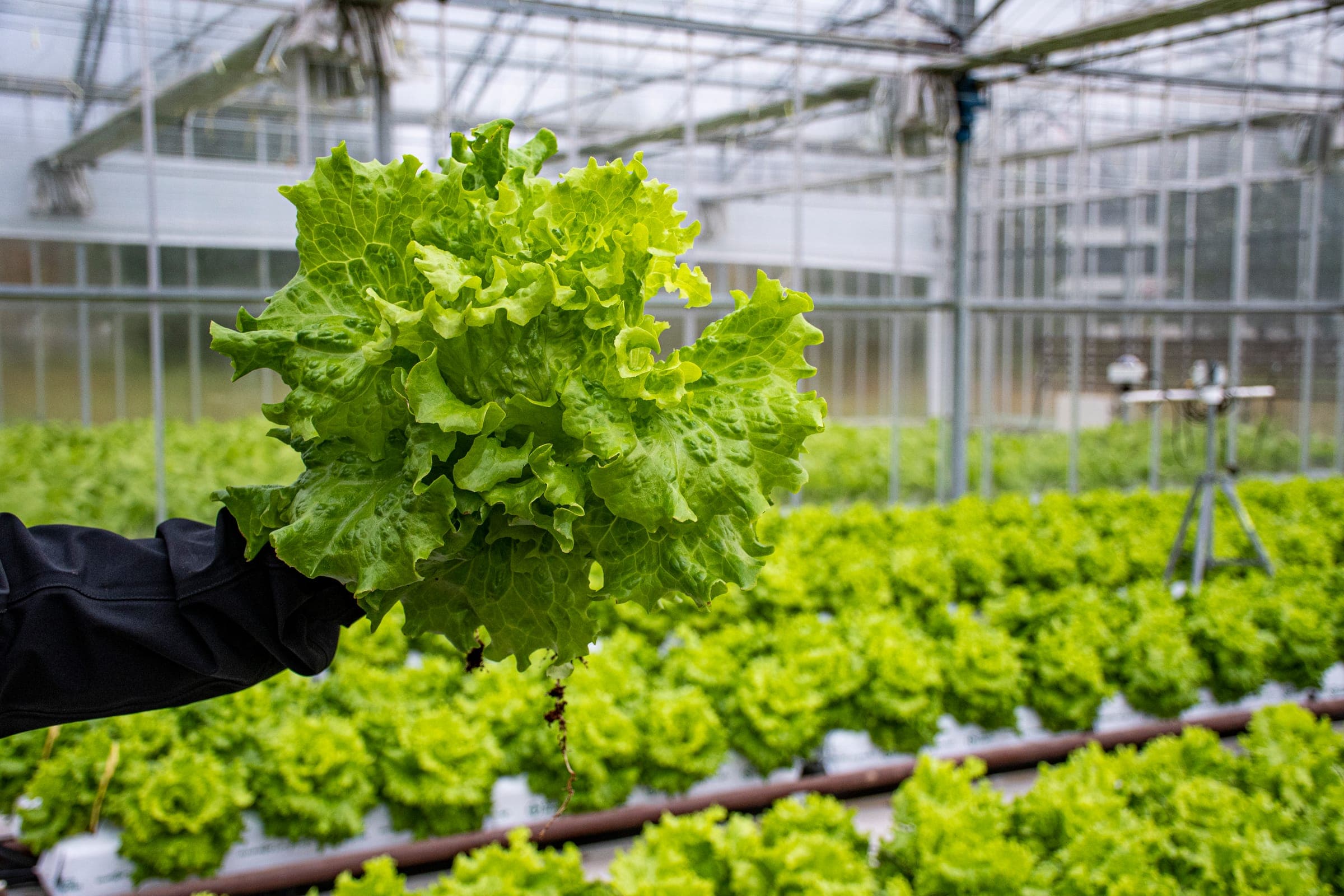 A freshly harvested lettuce held up in a greenhouse