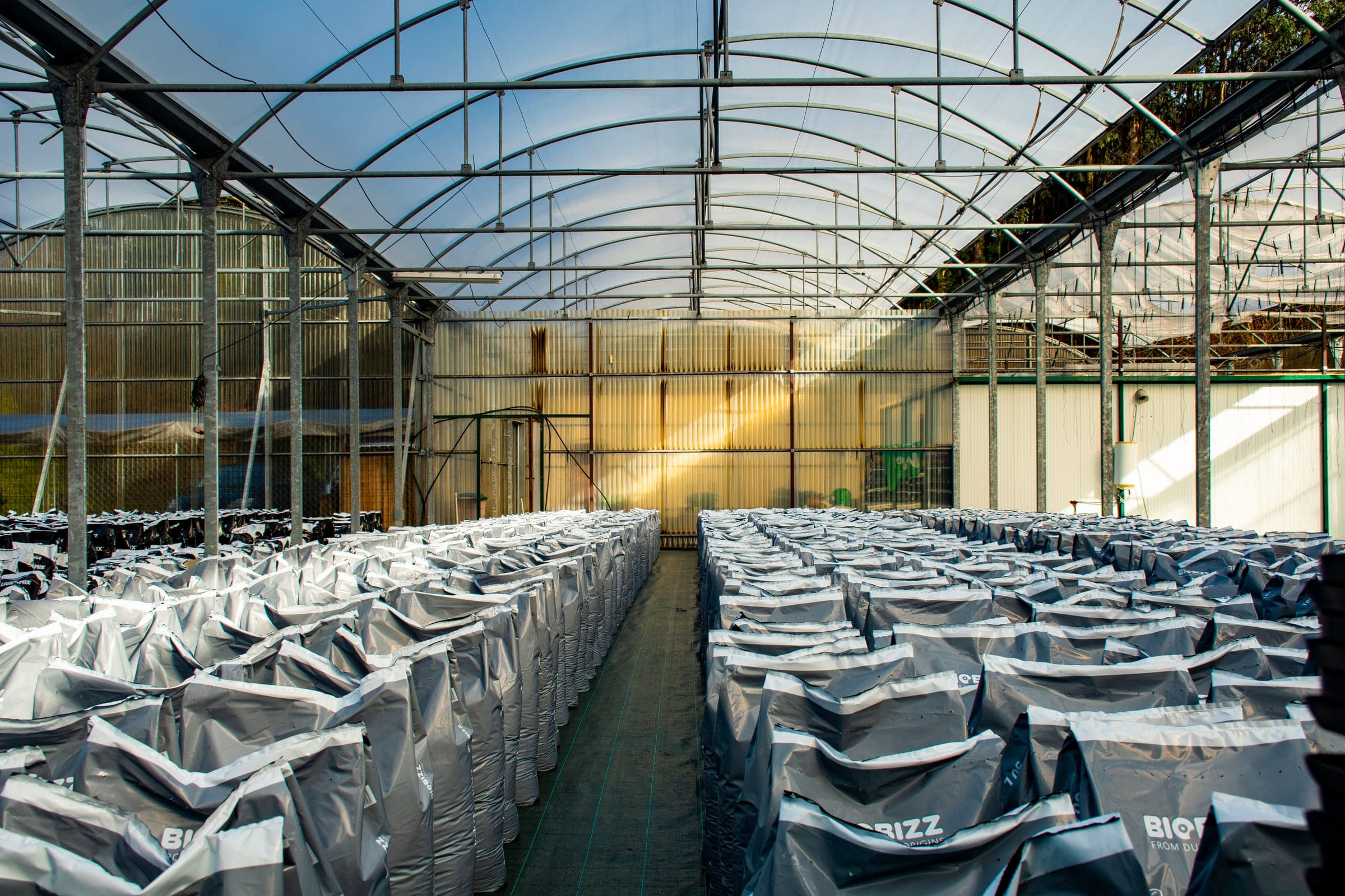 Rows of Biobizz substrate bags in a greenhouse