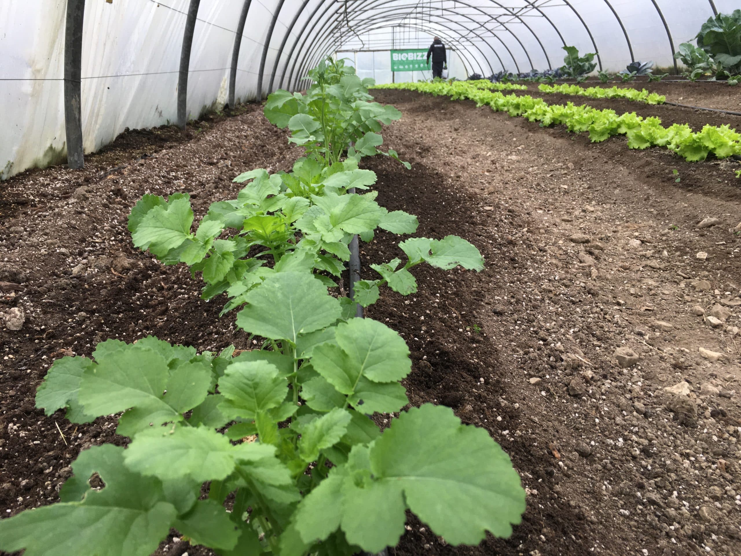 Rows of young vegetable plants growing in a polytunnel